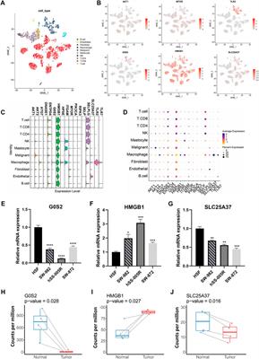 Deciphering the role of NETosis-related signatures in the prognosis and immunotherapy of soft-tissue sarcoma using machine learning